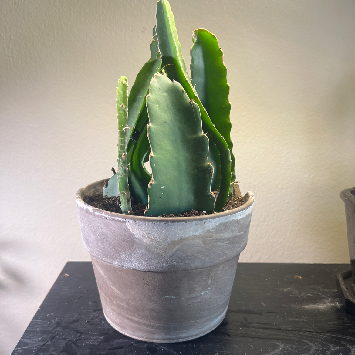 Photo of the plant species Dragonfruit by @CanIGetAHoya named Dragon on Greg, the plant care app