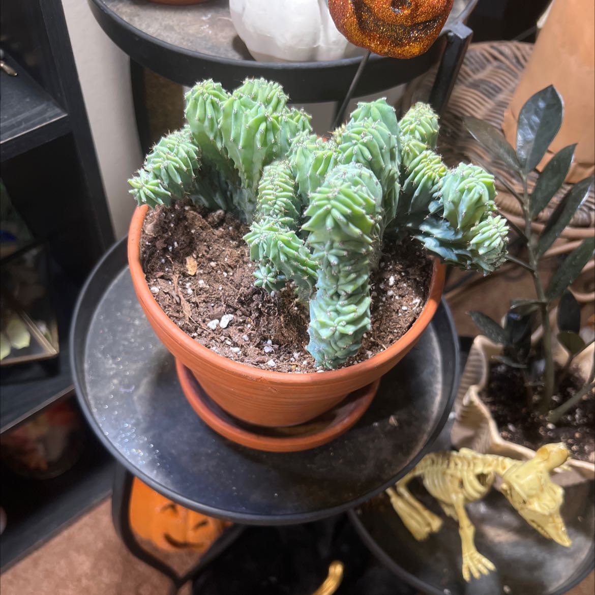 Potted Crested Blue Flame plant with healthy green foliage, soil visible.
