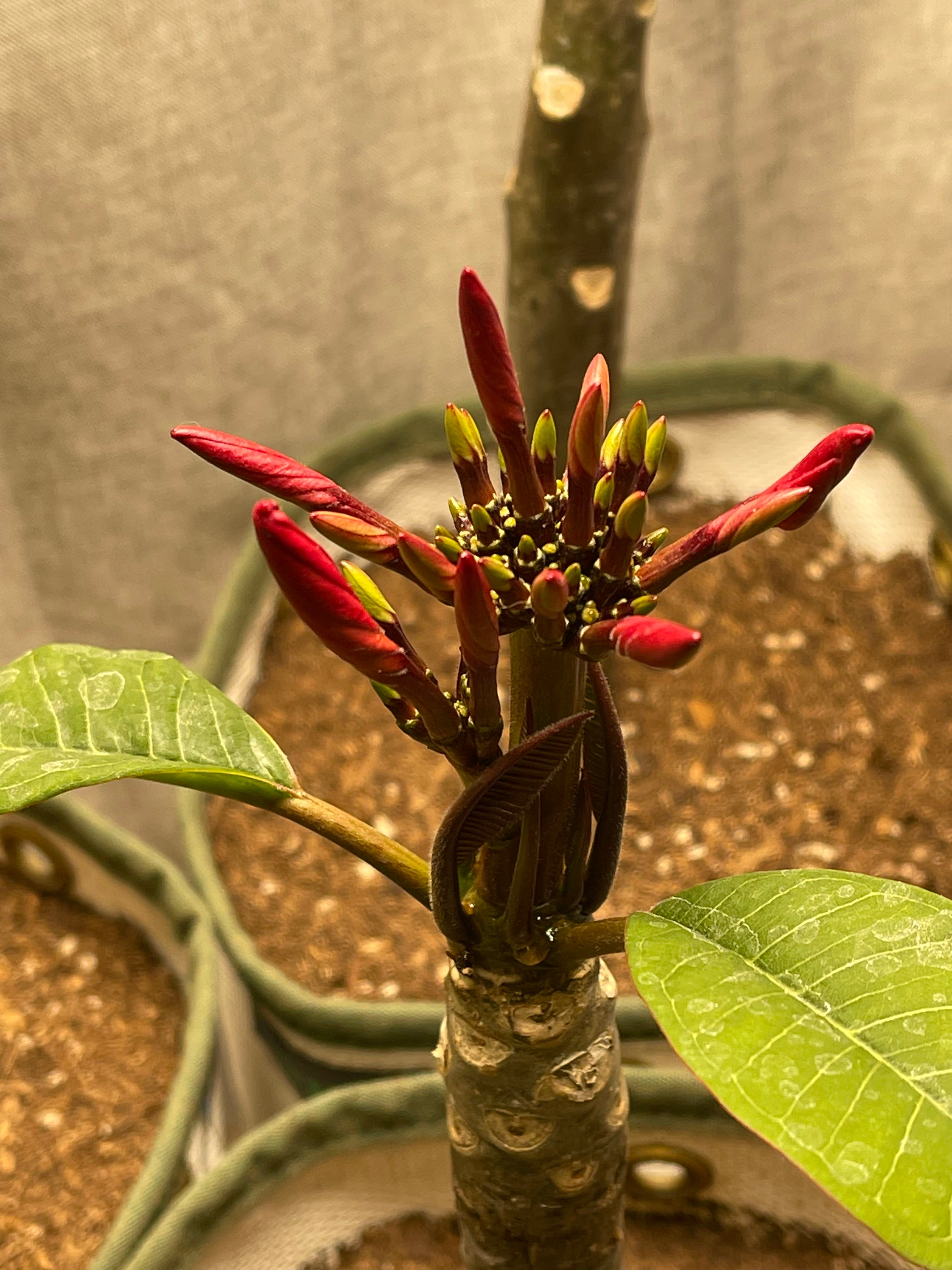 Why Are My Passion Fruit Leaves Turning Yellow?