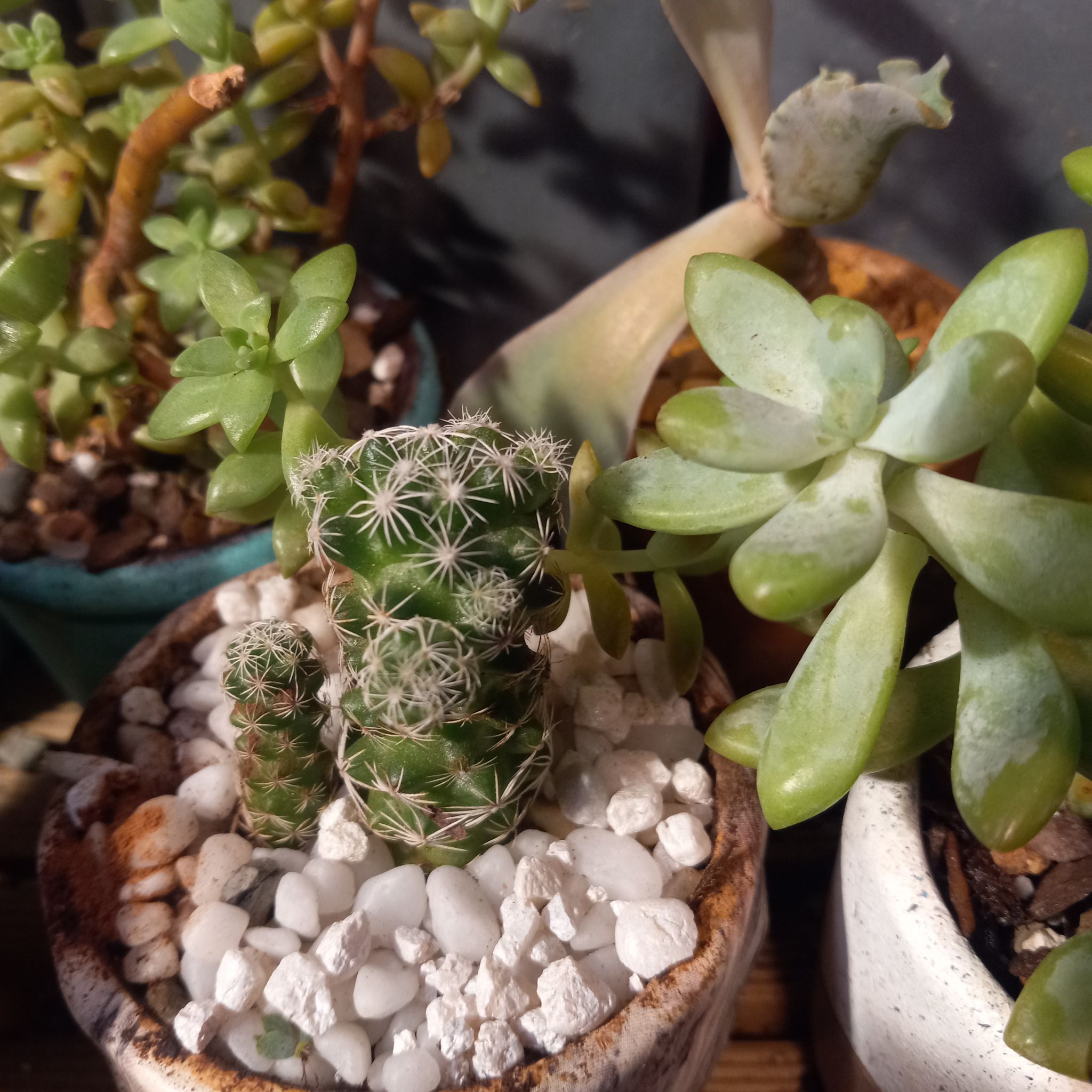 Pineapple Cactus in a pot with white pebbles, surrounded by other succulents.