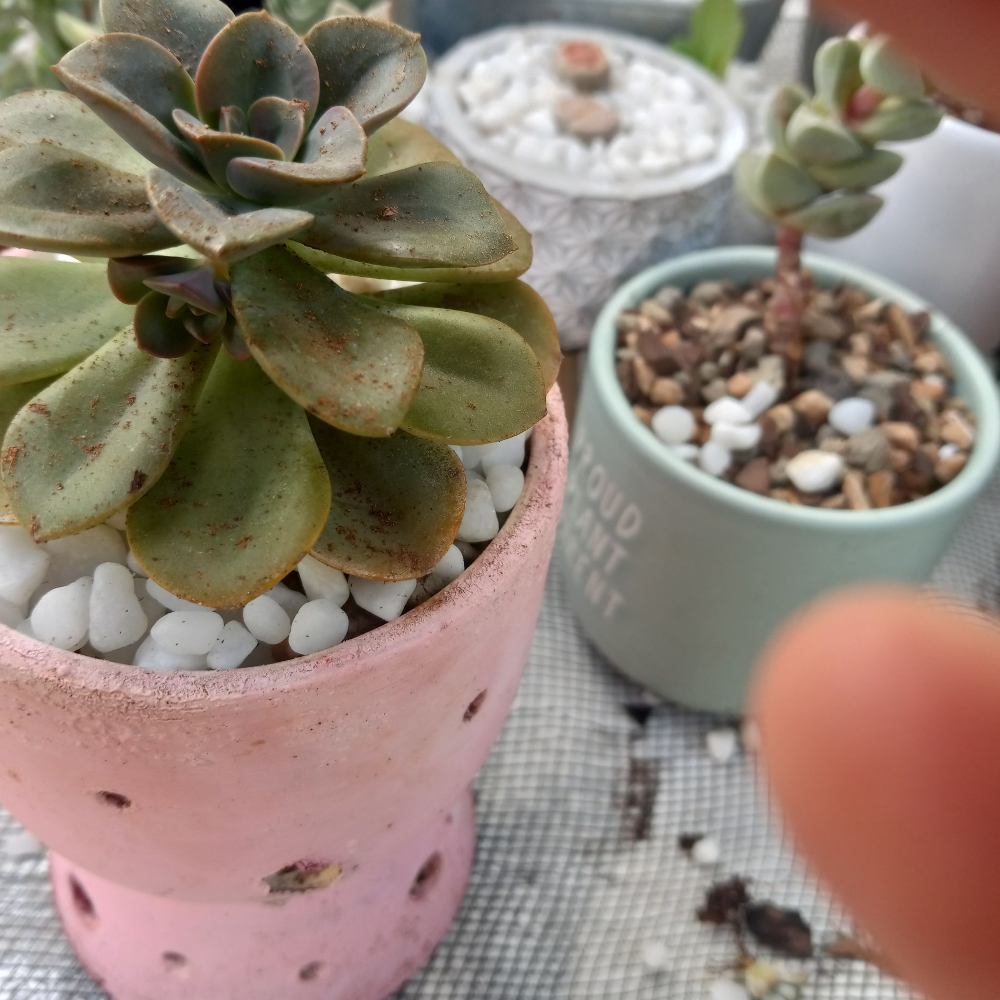 Echeveria 'Chroma' succulent in a pink pot with white pebbles, another plant in the background.
