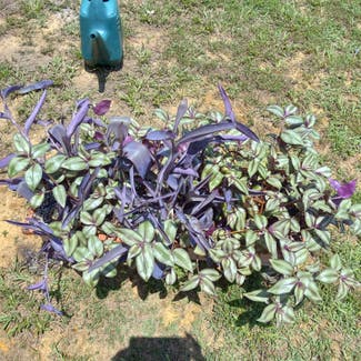Purple Heart plant in Guntown, Mississippi