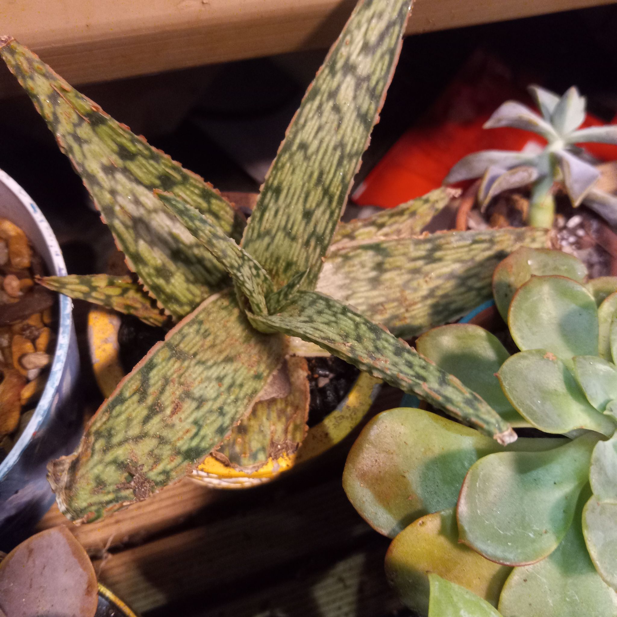 Pink Blush Aloe plant with variegated leaves in a pot, visible soil, and another succulent in the background.