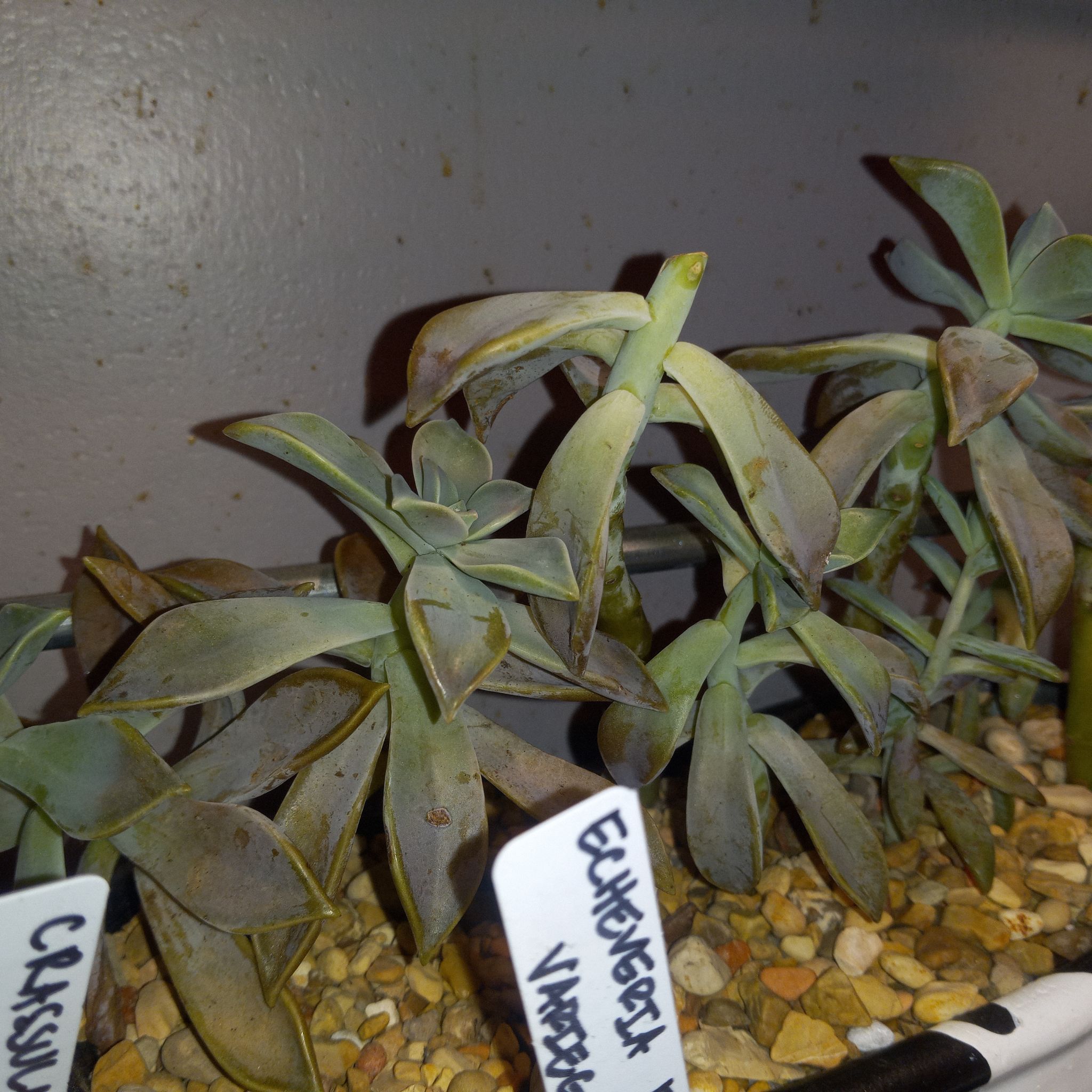 Graptoveria 'Fred Ives' succulent with elongated leaves, some browning and black spots, in rocky soil.