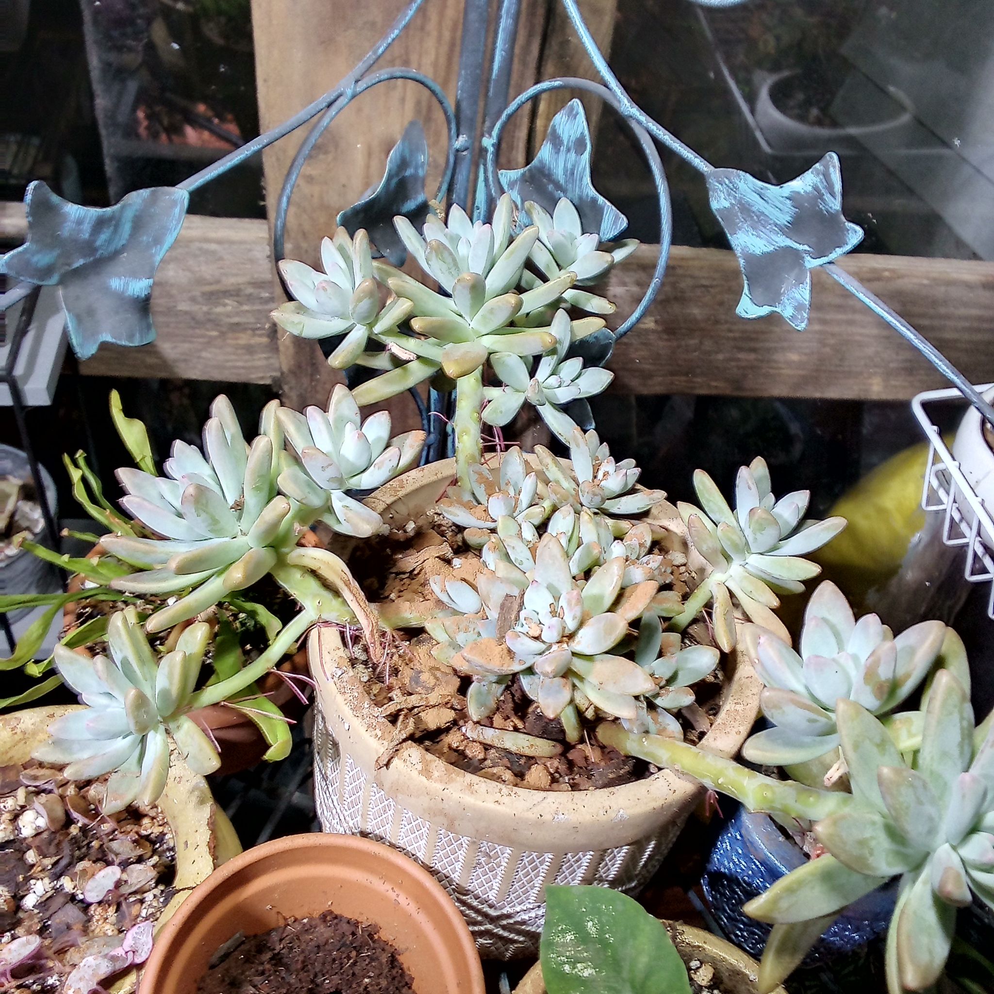 Graptosedum 'Darley Sunshine' succulent in a pot, healthy with visible soil.