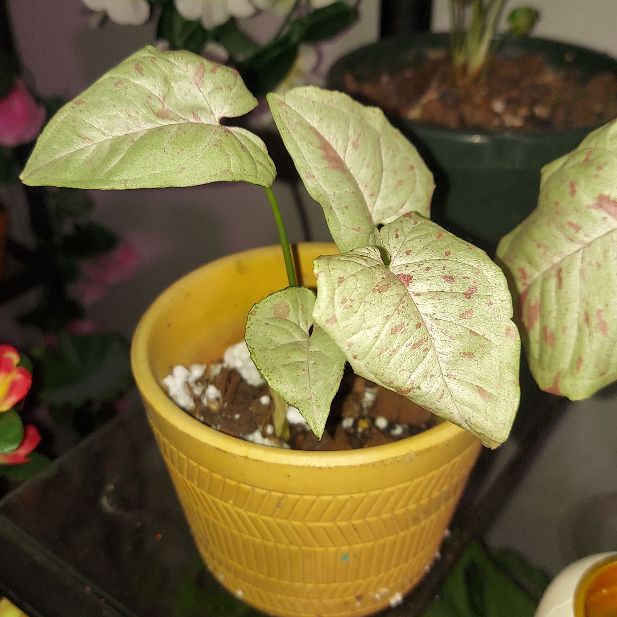 Syngonium 'Milk Confetti' plant in a yellow pot with pale green leaves and pink speckles.