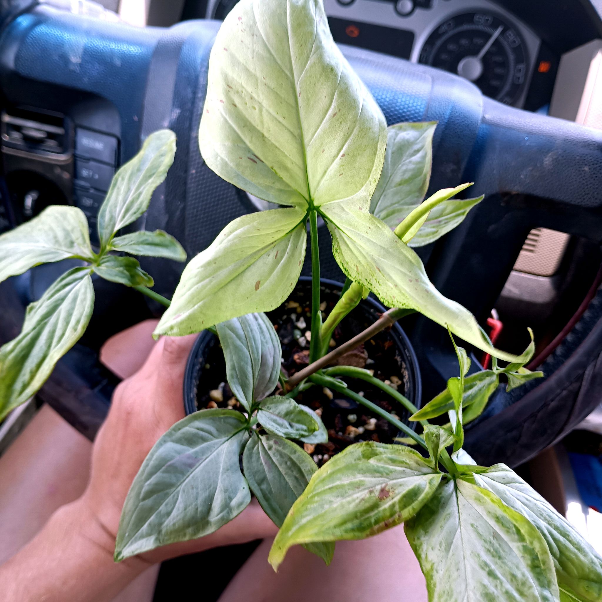 Photo of the plant species Strawberry Splash Arrowhead Plant by @KrunchyWrapz named Robert Plant on Greg, the plant care app