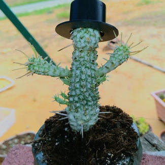 Corncob Cactus plant in Guntown, Mississippi