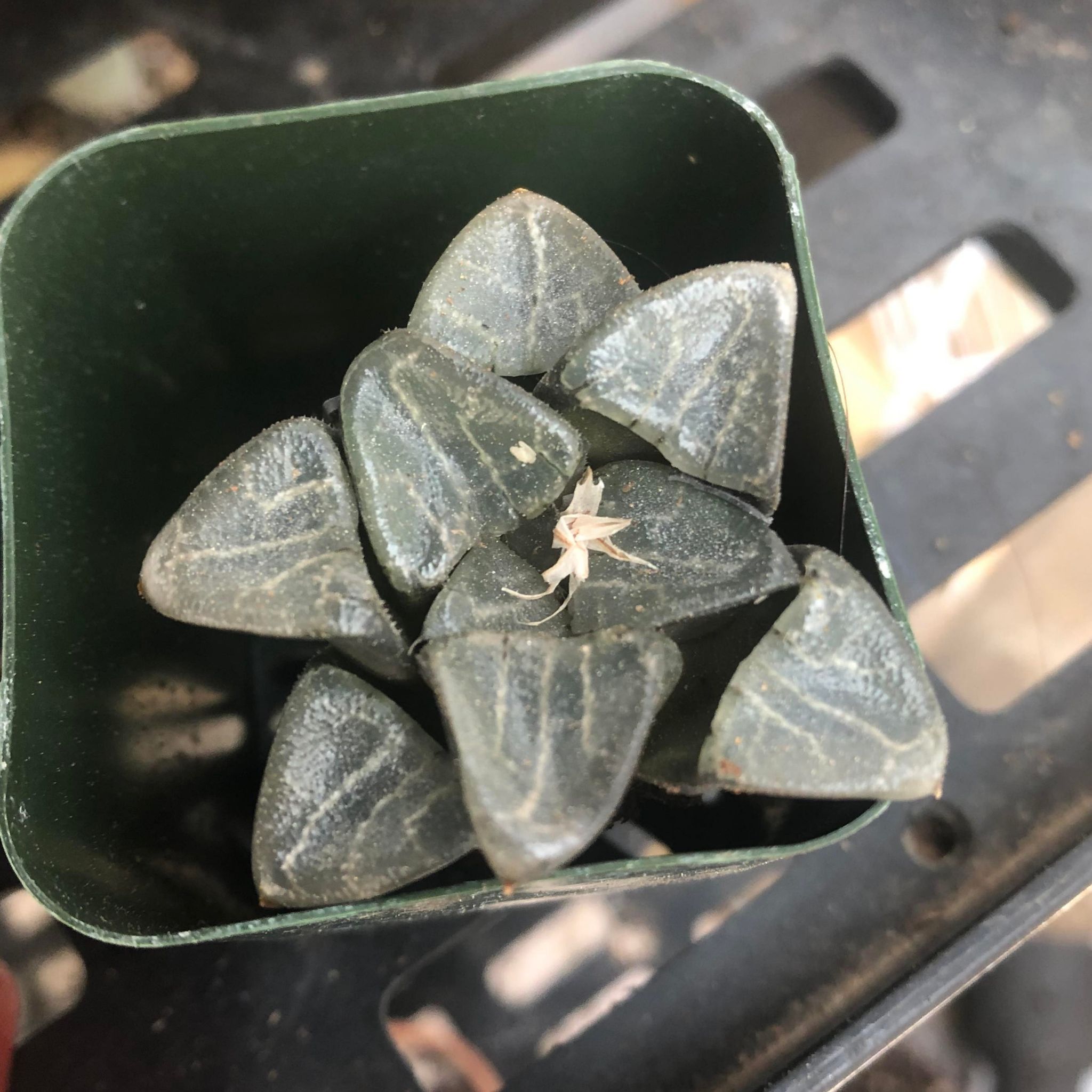 Haworthia bayeri plant in a small green pot, healthy with firm leaves.