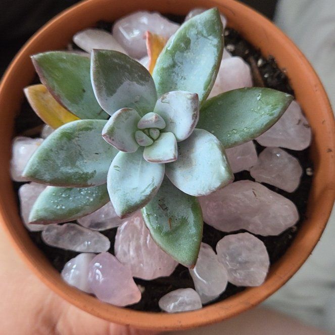 Photo of the plant species Pachyveria 'Powder Puff' by @UpfrontAnthemis named Sproutacus on Greg, the plant care app