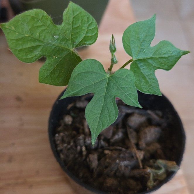 Photo of the plant species Ivyleaf Morning-Glory by @UpfrontAnthemis named Sol on Greg, the plant care app