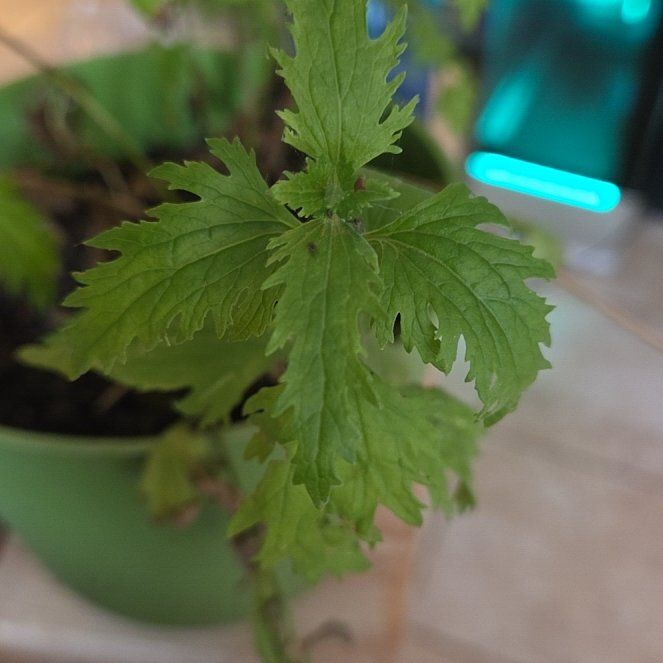 Photo of the plant species Verbena canadensis by @UpfrontAnthemis named Marley on Greg, the plant care app