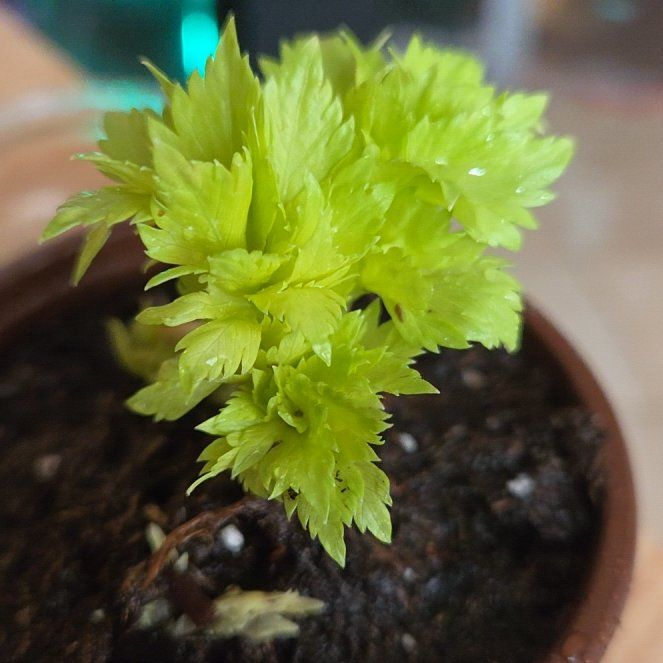Photo of the plant species Leaf Celery by @UpfrontAnthemis named Cleopatra on Greg, the plant care app