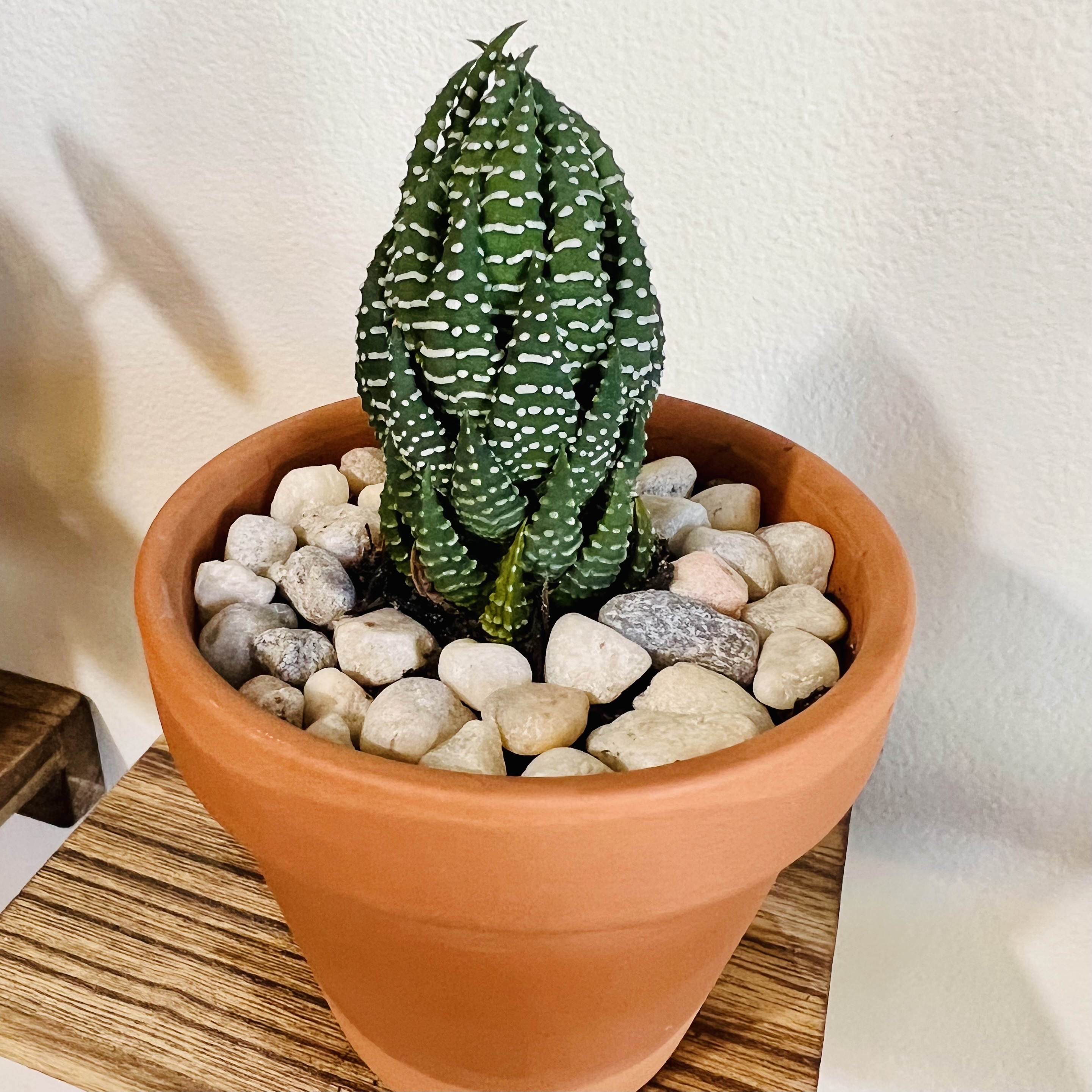 Zebra Wart plant in a terracotta pot with decorative stones.