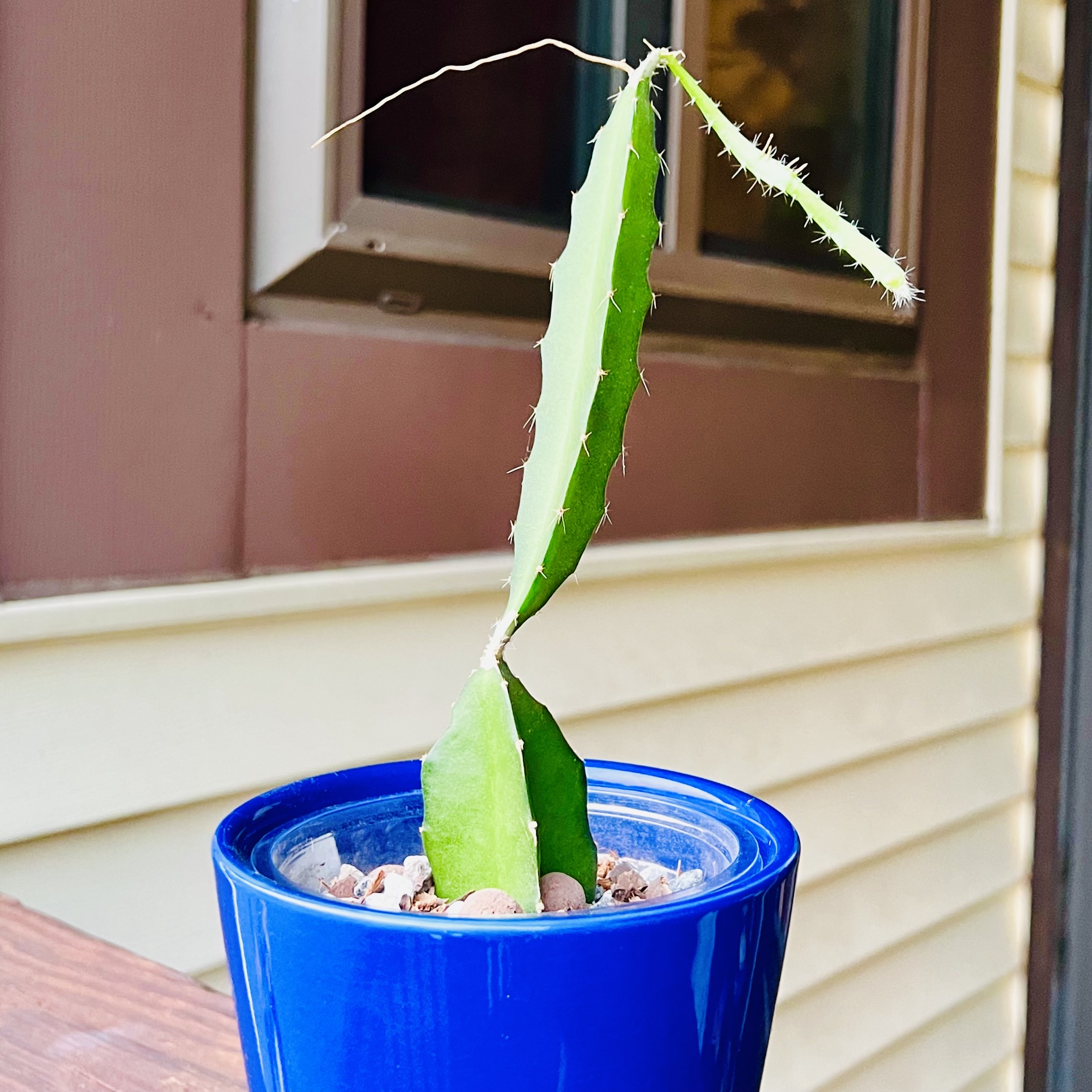 Dragon Fruit plant in a blue pot near a window, with a long green stem and some spines.
