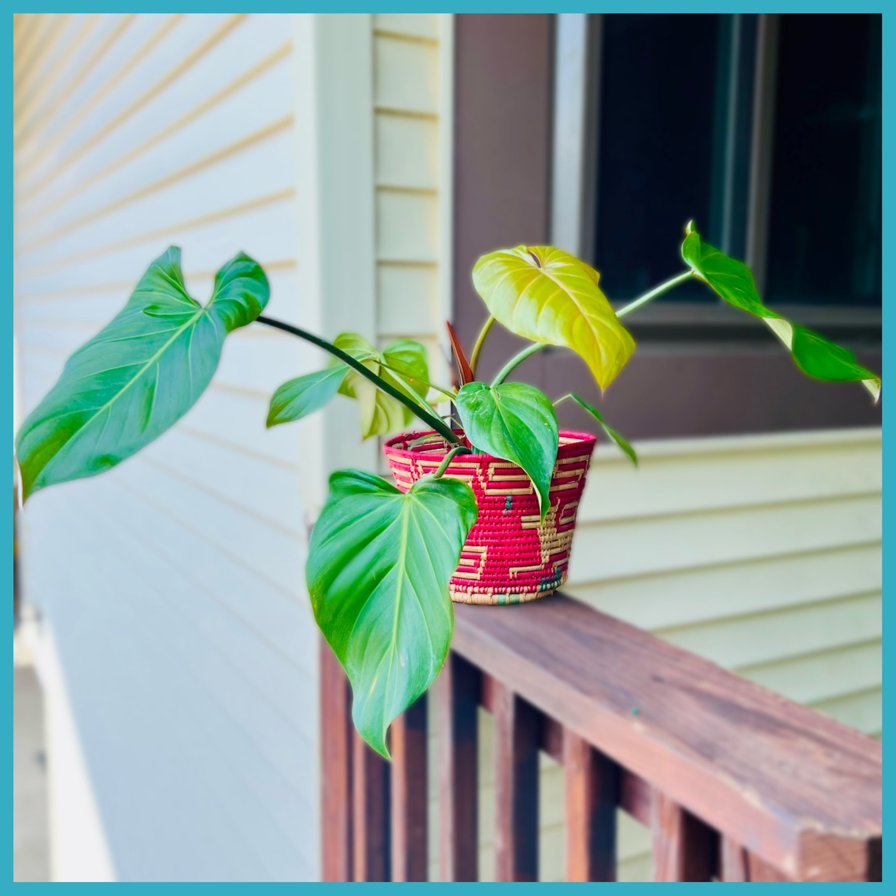 Philodendron 'Summer Glory' plant in a decorative pot on a wooden railing.