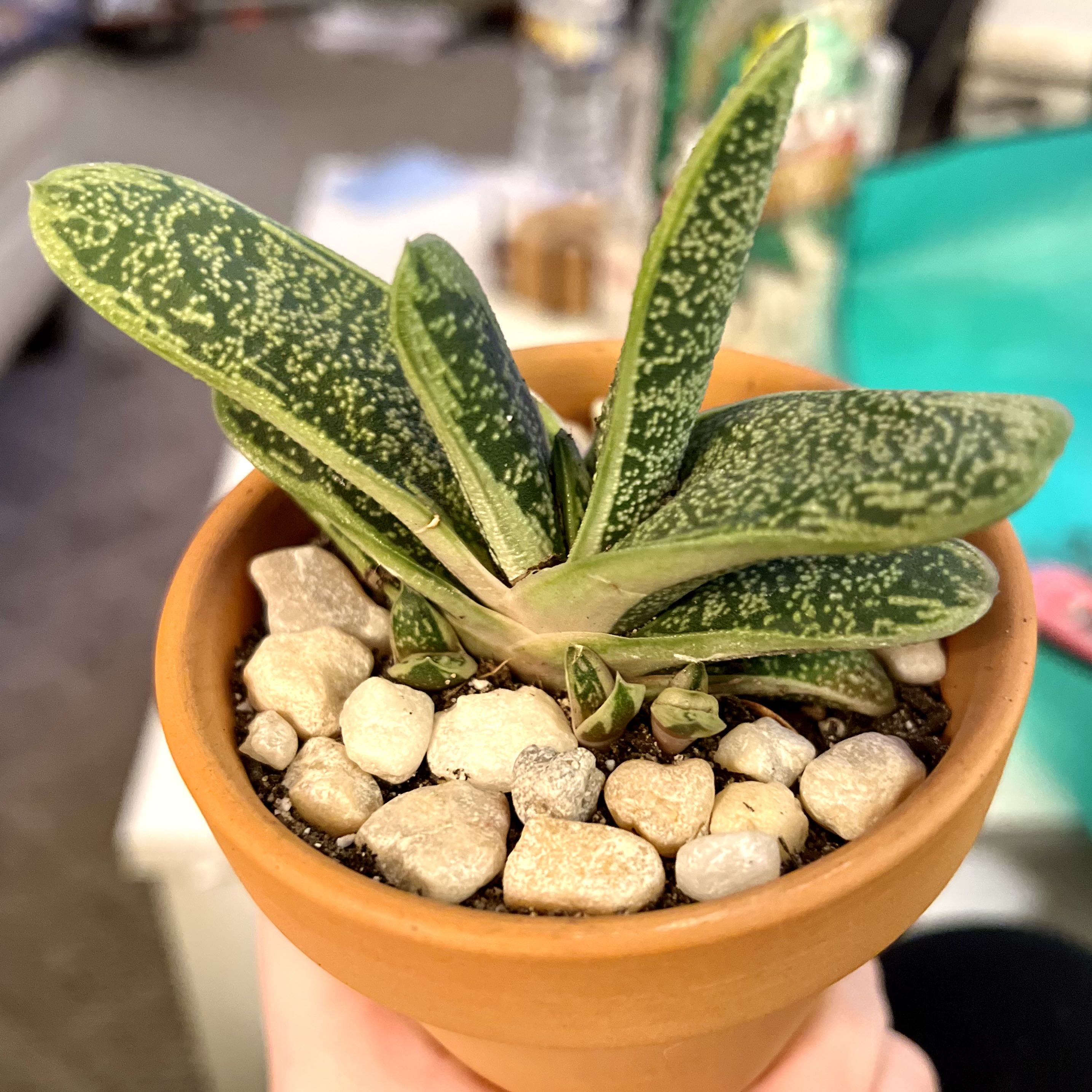 Photo from the post