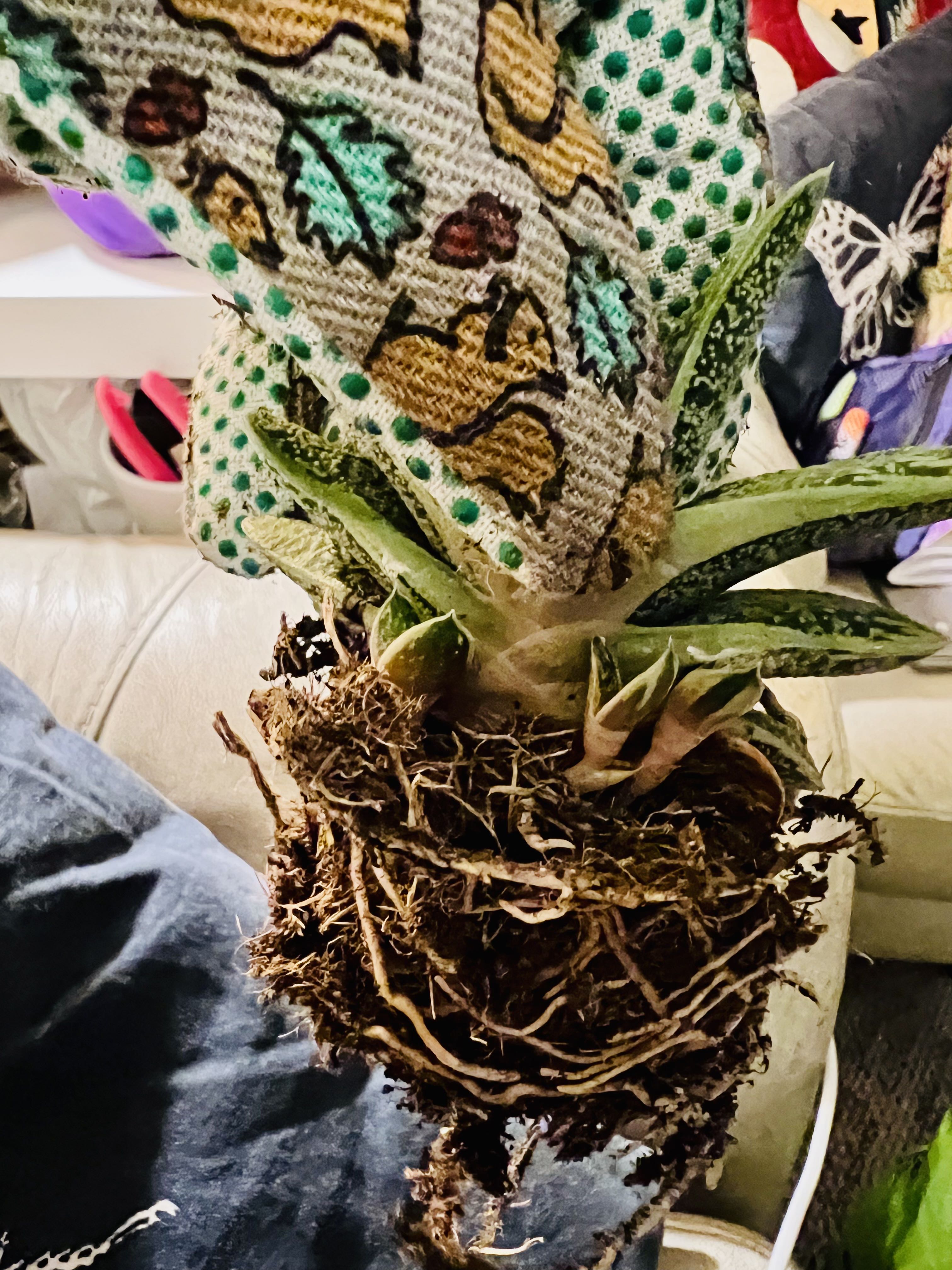 Photo from the post