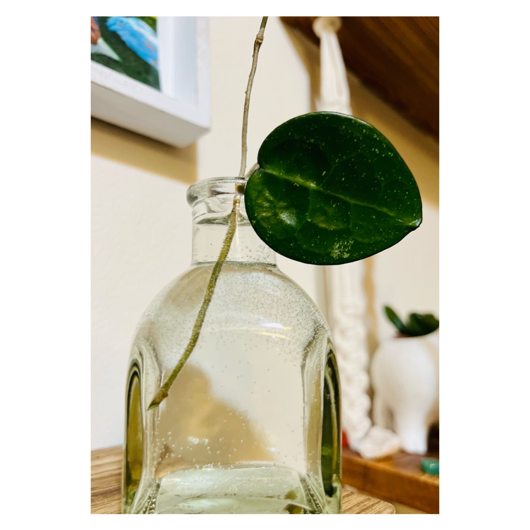 Hoya parasitica 'Black Margin' leaf in a glass bottle with water.