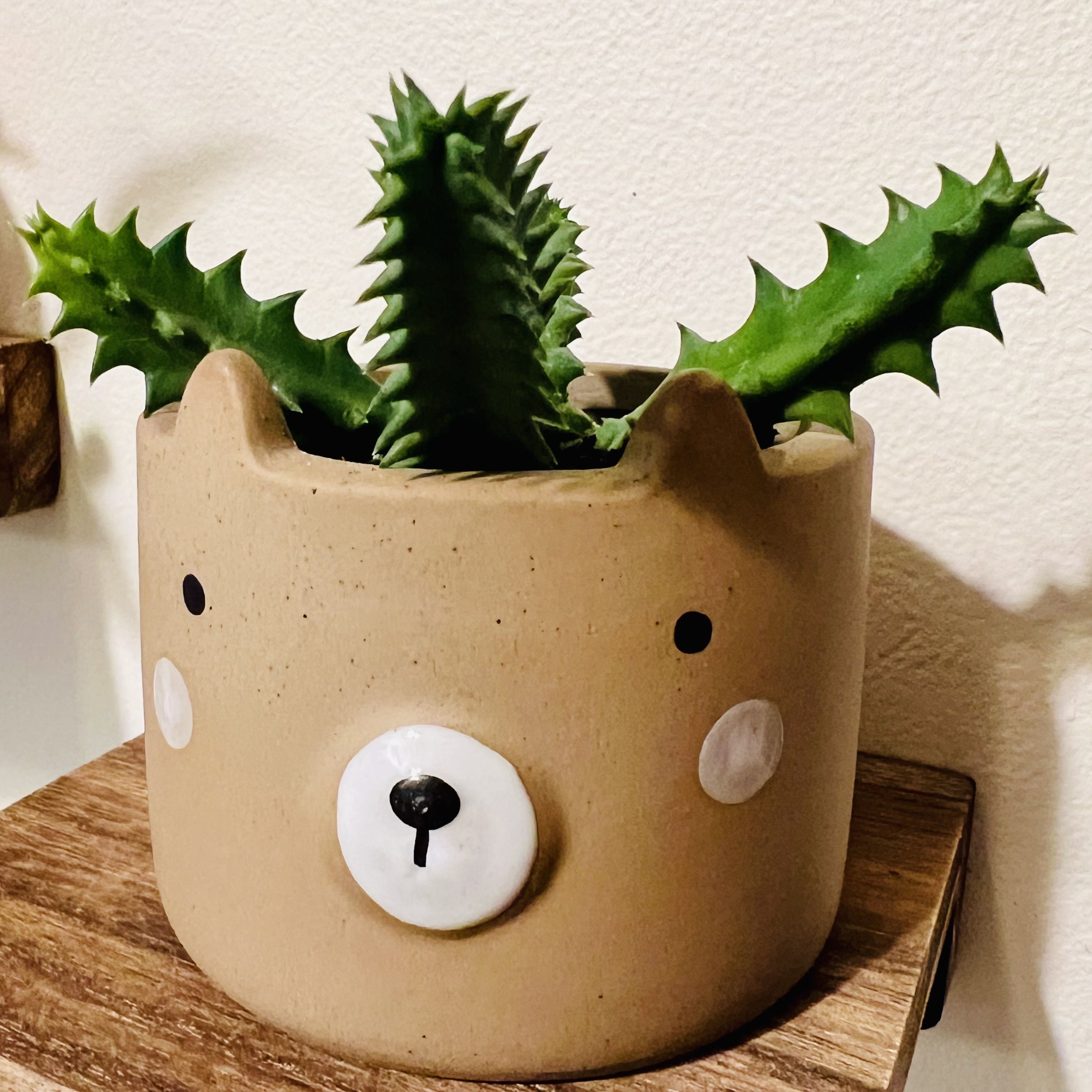 Lifesaver Cactus in a bear-shaped pot, vibrant green and healthy.