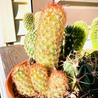 Lady Finger Cactus plant in Woodbridge, Virginia