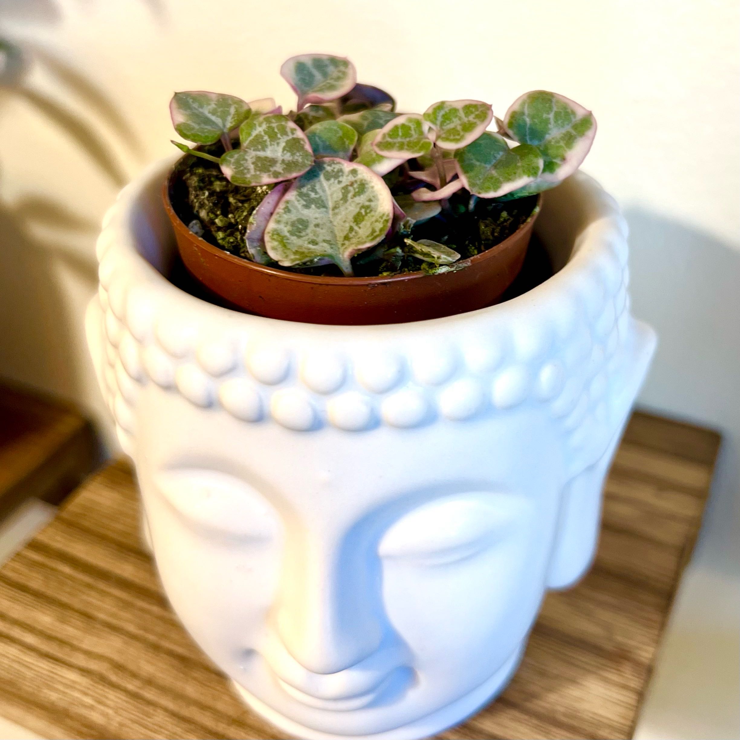 Variegated String of Hearts