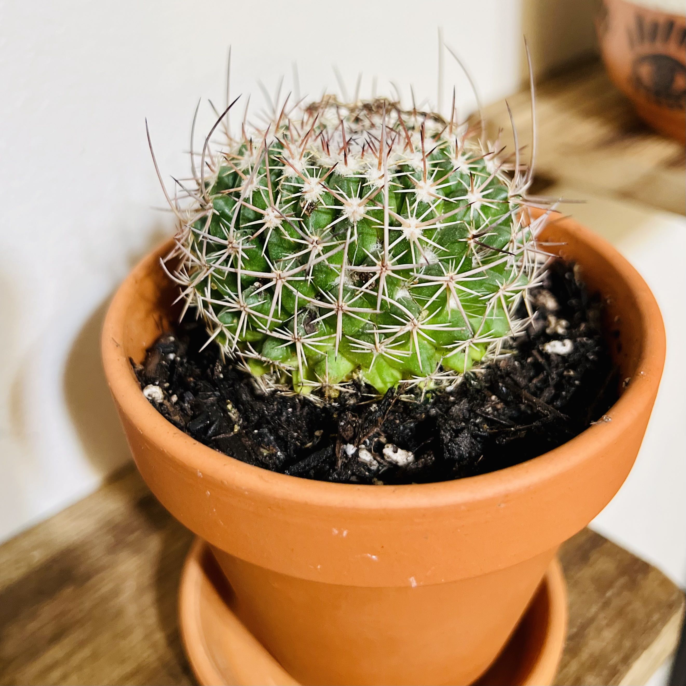 Mammillaria mystax cactus in a terracotta pot, healthy with prominent spines.