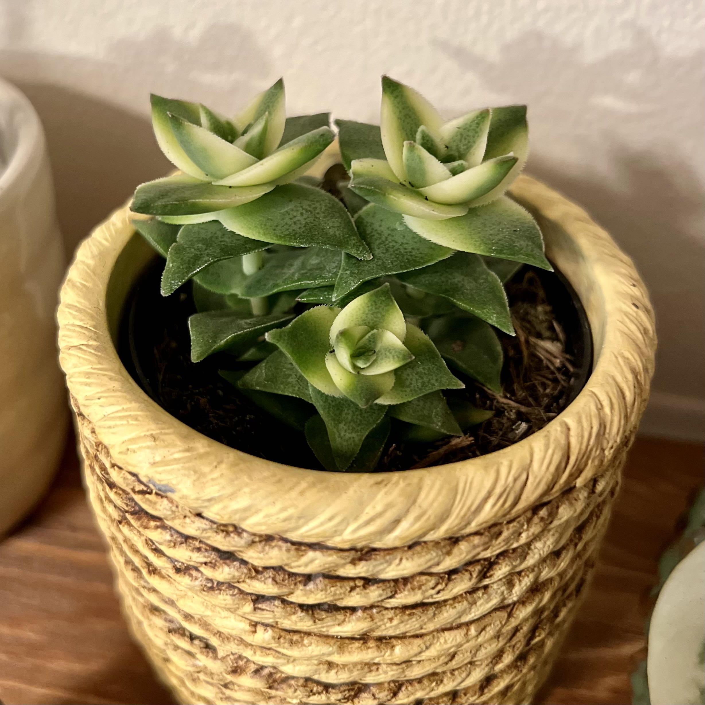Variegated String of Buttons (Diamond Necklace)