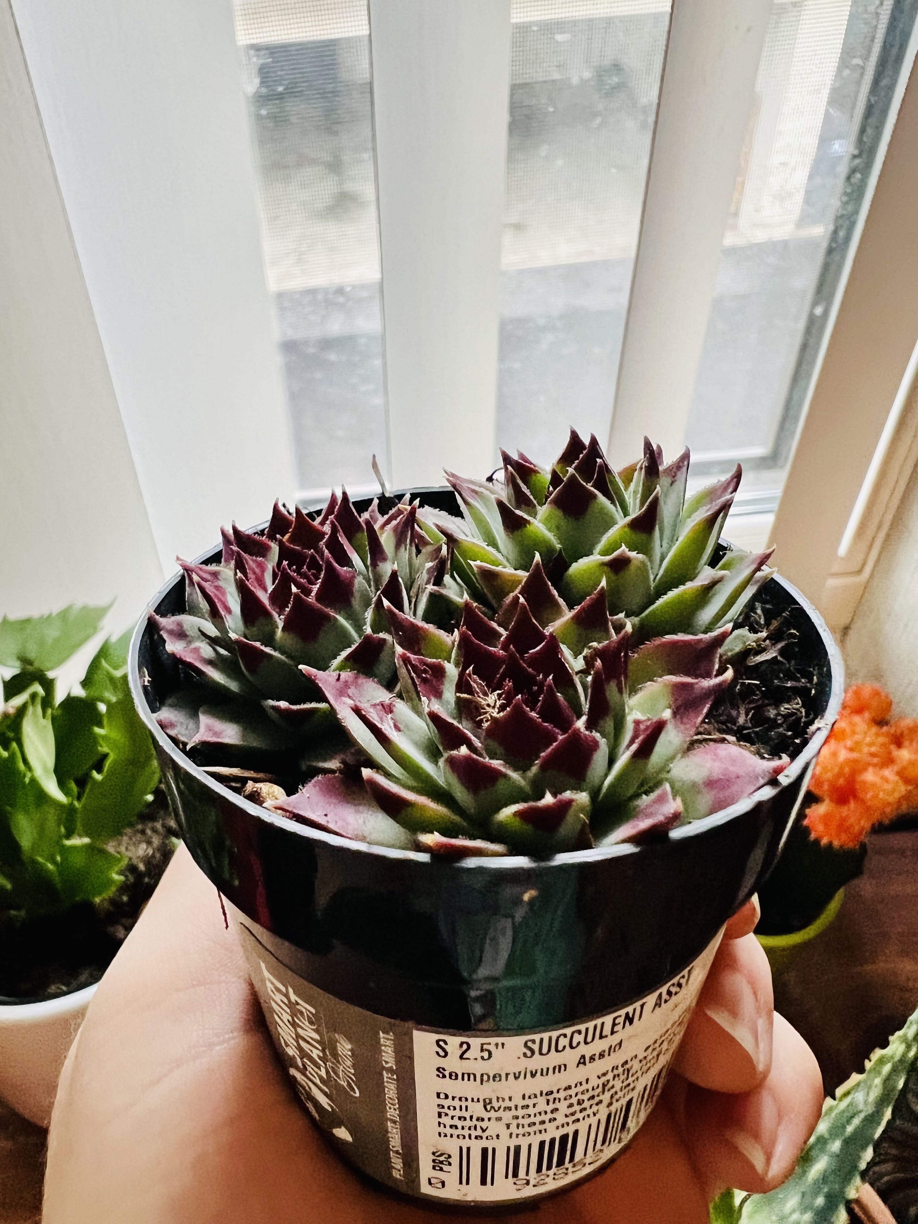 Photo from the post