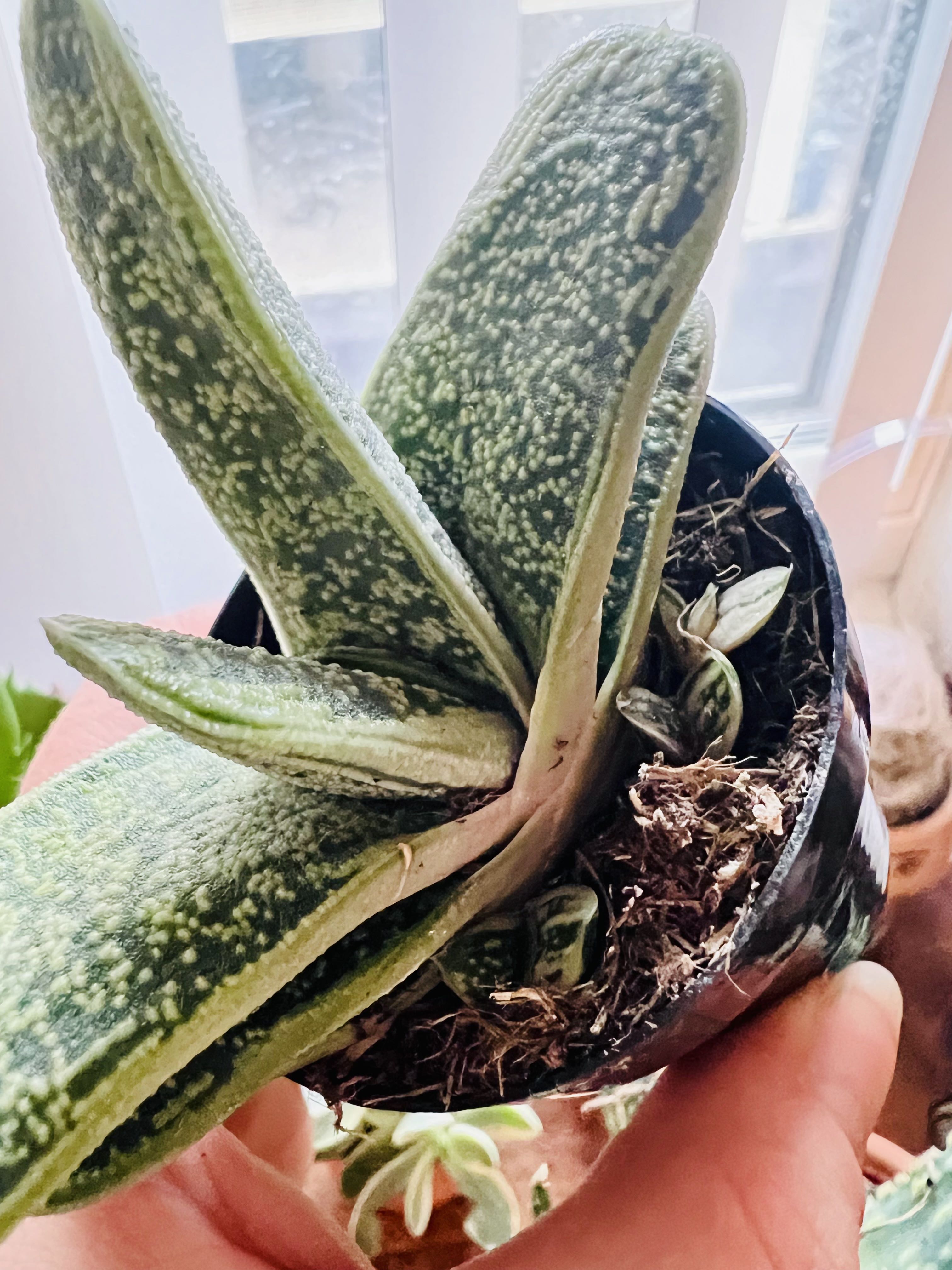 Photo from the post