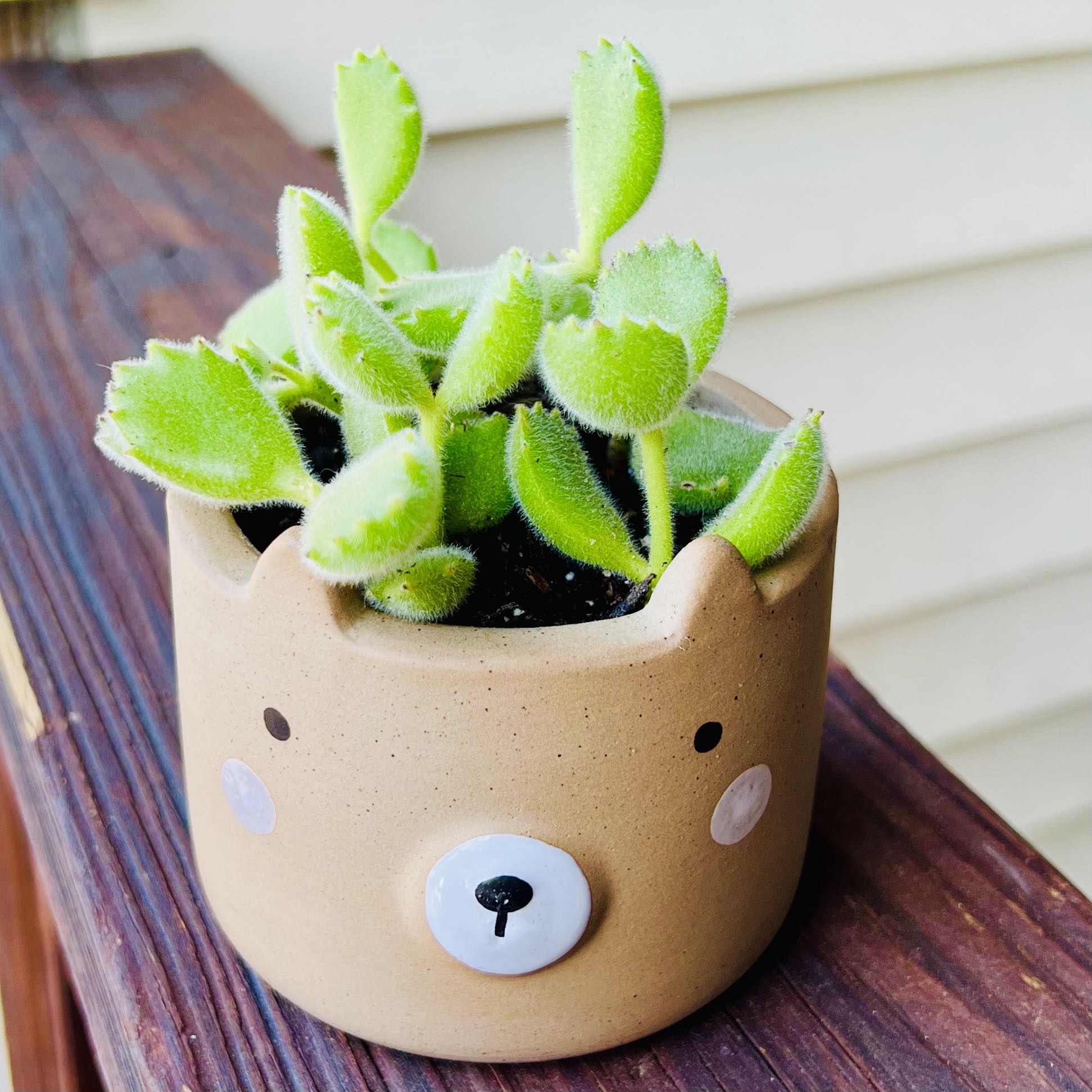 Keep Your Cotyledon &lsquo;Silver Crown&rsquo; Alive: Light, Water & Care Instructions