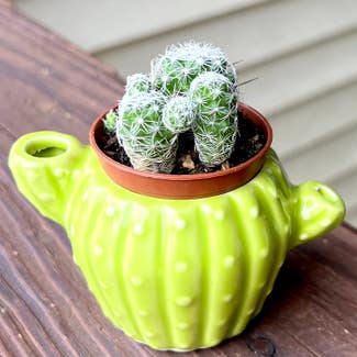 Lady Finger Cactus plant in Woodbridge, Virginia