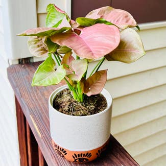 Pink Syngonium plant in Woodbridge, Virginia