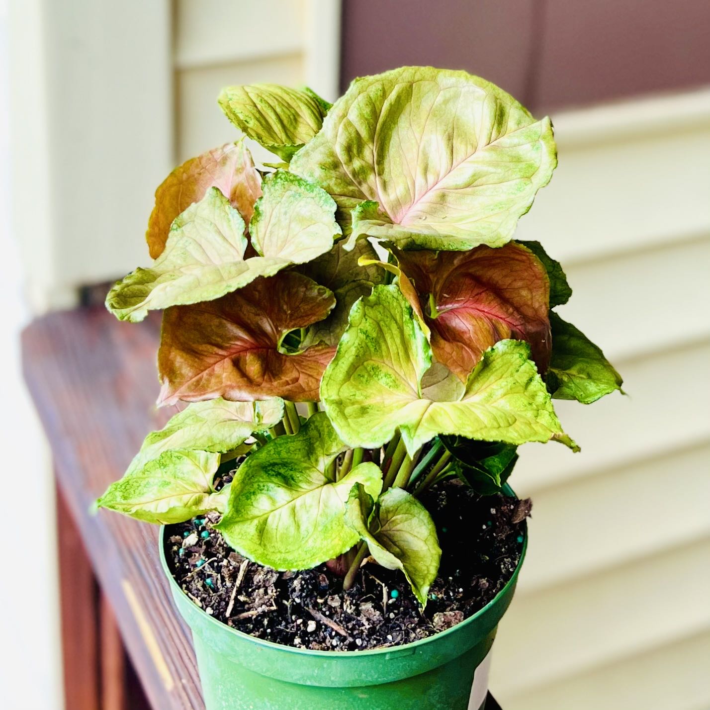 Photo of the plant species Plum Allusion Arrowhead Plant by @KillerTofu named Syngonium - Plum Allusion on Greg, the plant care app