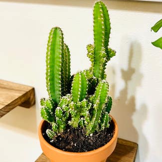 Fairy Castle Cactus plant in Woodbridge, Virginia