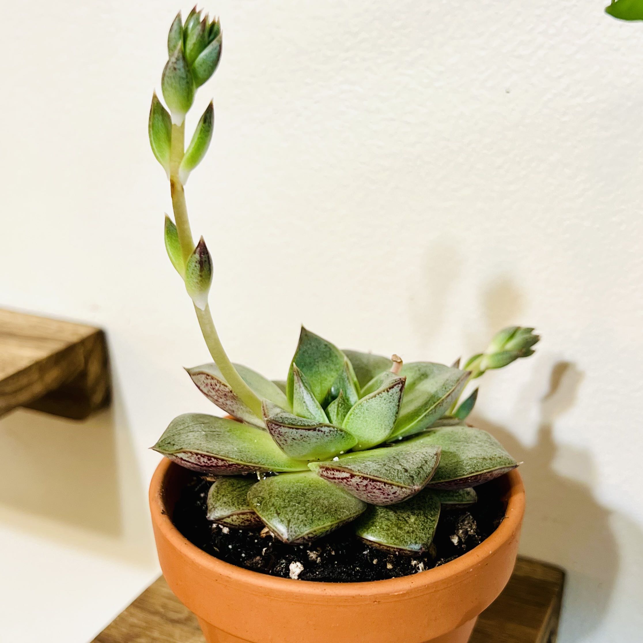 Echeveria 'Dionysos' succulent in a terracotta pot, healthy and well-cared for.