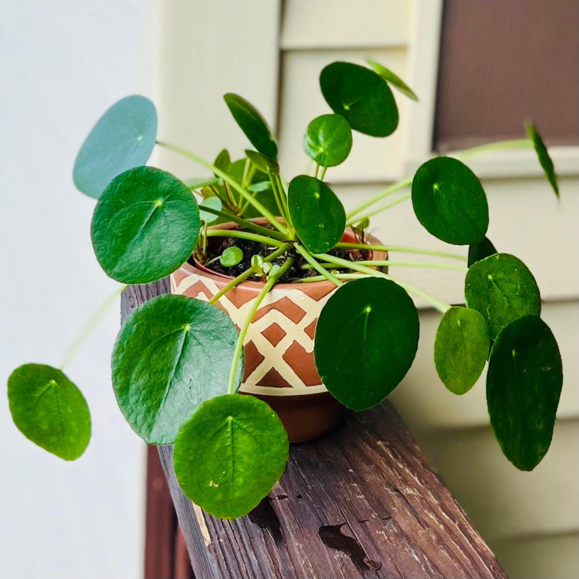 💰 How To Know When To Repot A Chinese Money Plant?