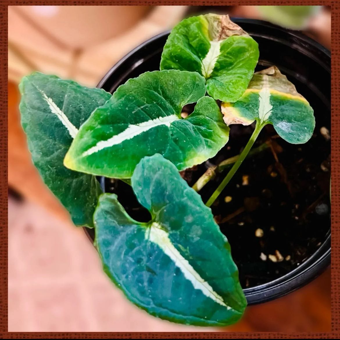 Syngonium wendlandii plant in a pot with some yellowing and browning leaves.