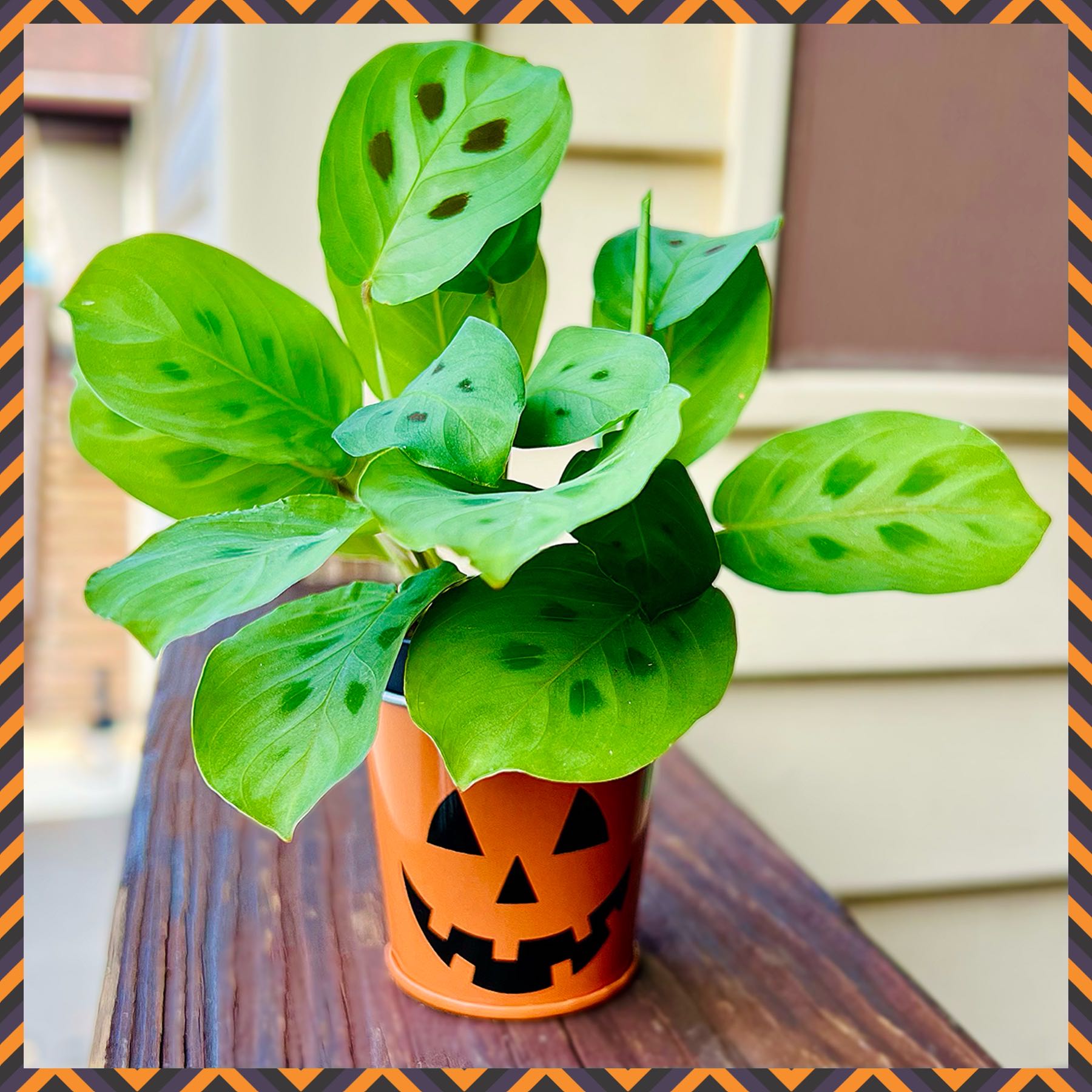 Photo of the plant species Prayer plant by @KillerTofu named Depressioso on Greg, the plant care app