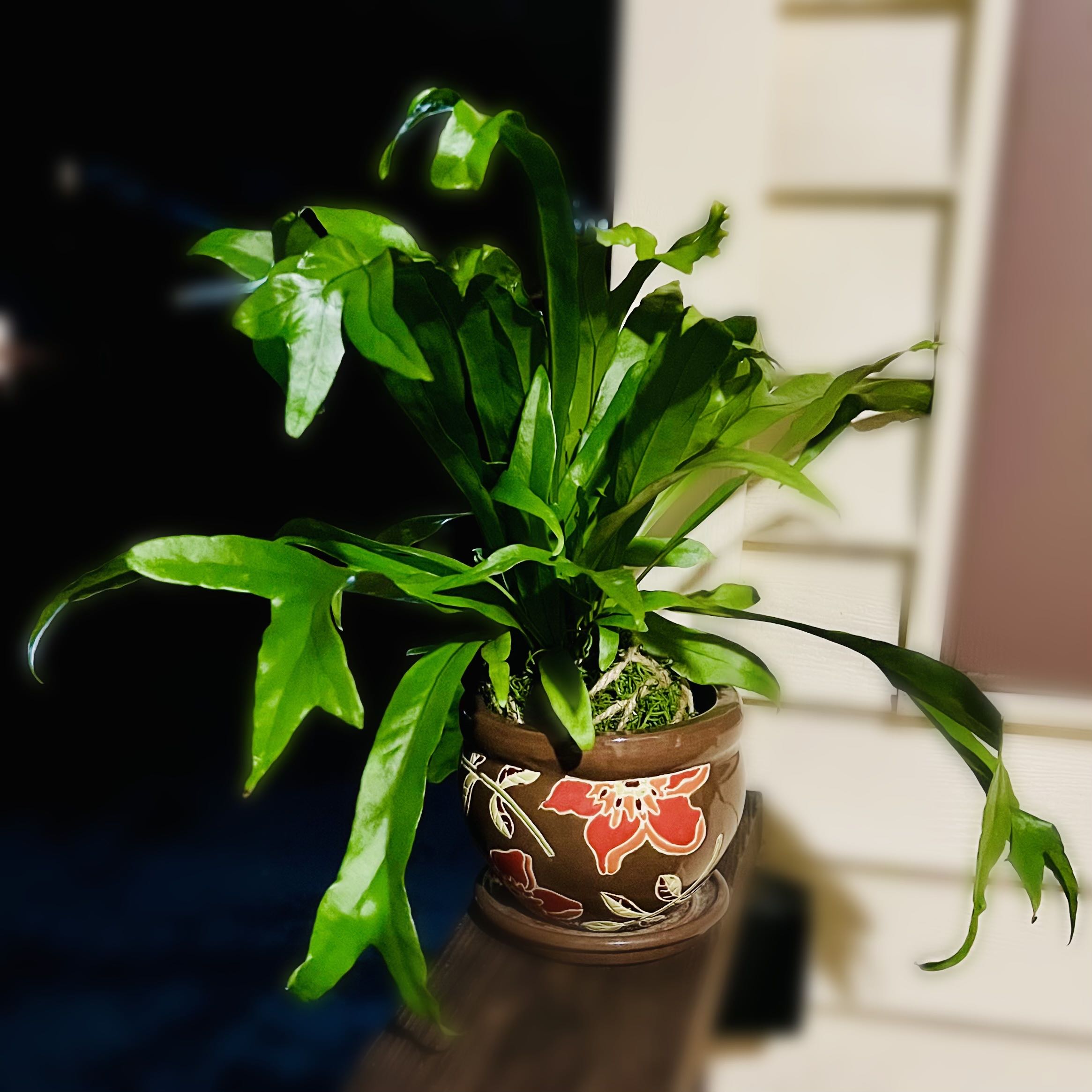 Photo of the plant species Fishtail fern by @KillerTofu named Fishtail Kokedama on Greg, the plant care app