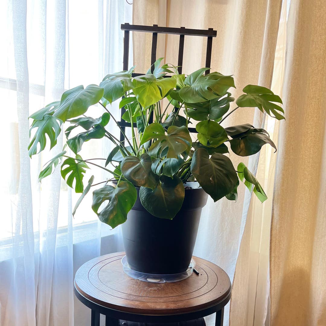 Got a trellis today & did a repot with my monstera deliciosa! Did