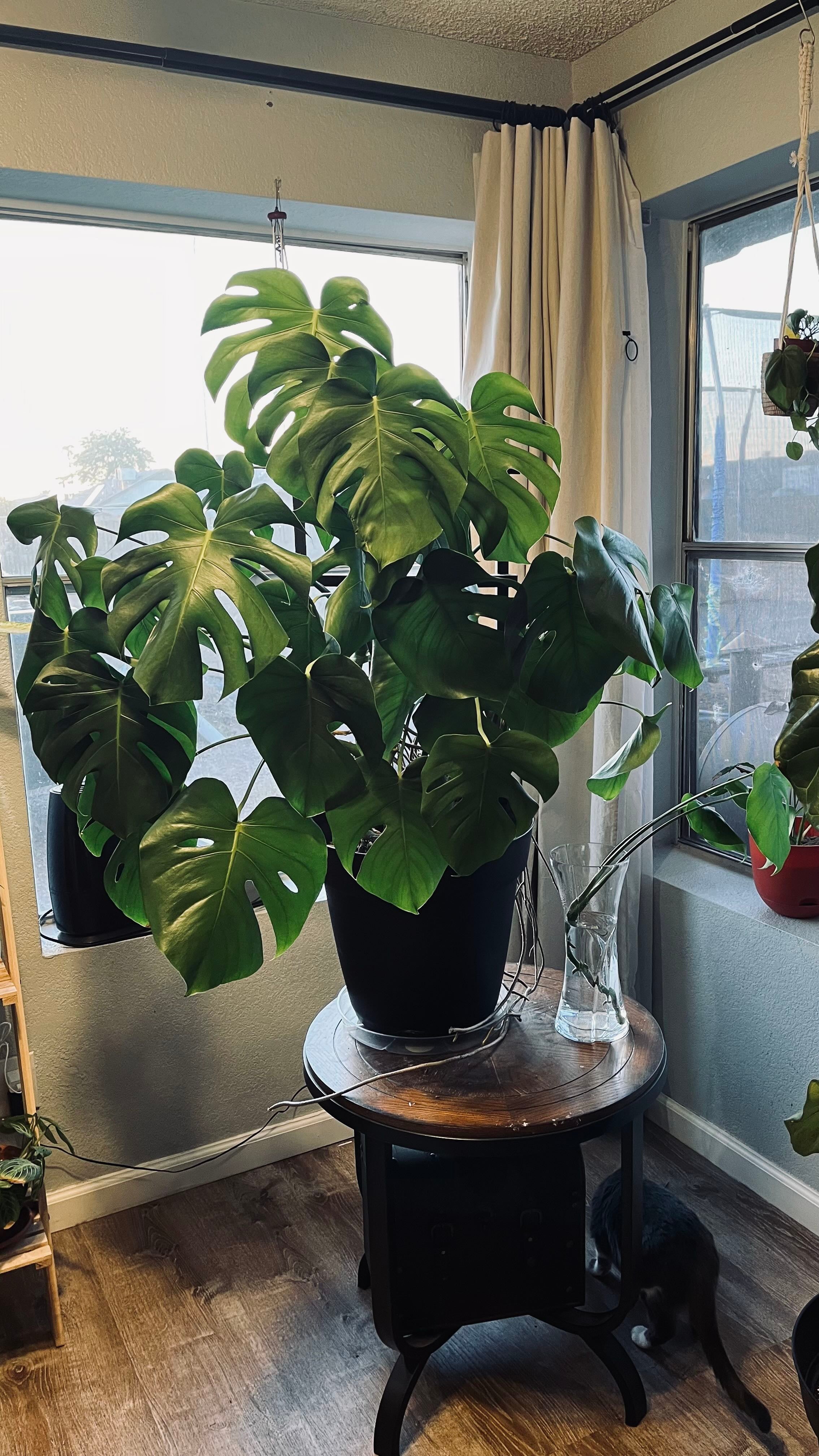 Mostera A plant by pitirossi on Greg