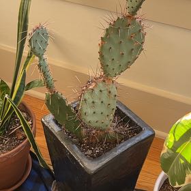 Photo of the plant species Coastal Pricklypear by @WillinglyAlbo named Nithin on Greg, the plant care app