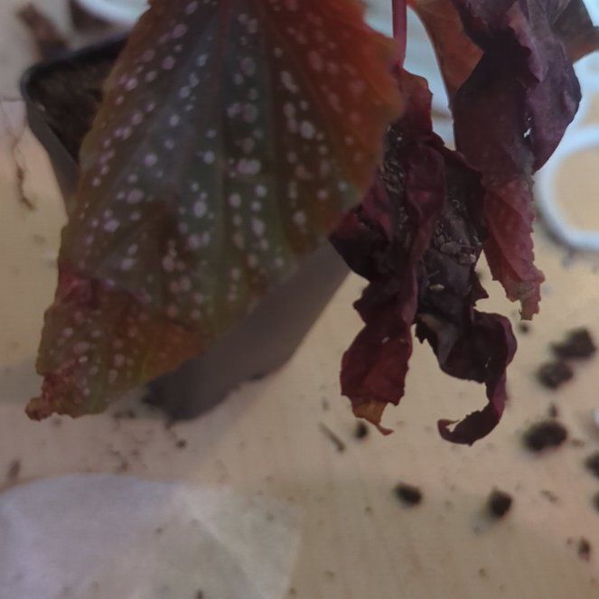 Photo of the plant species Begonia dotsy by @SapientMendoza named Beckham on Greg, the plant care app