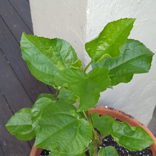 Photo of the plant species Cajun Hibiscus by @FreeCarrot named Foxxy on Greg, the plant care app