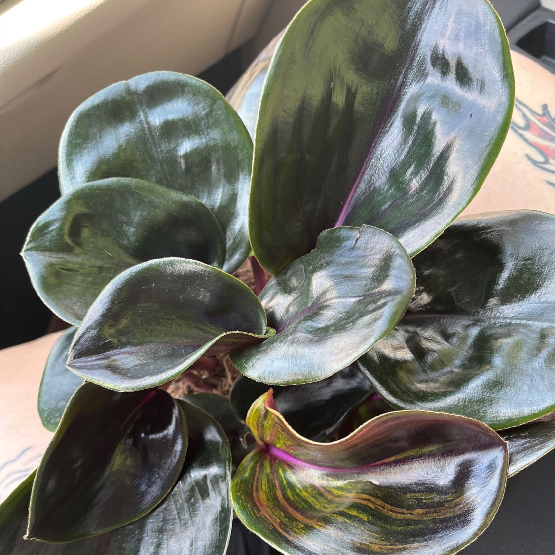Geogenanthus ciliatus plant with dark green, glossy leaves and purple undersides.
