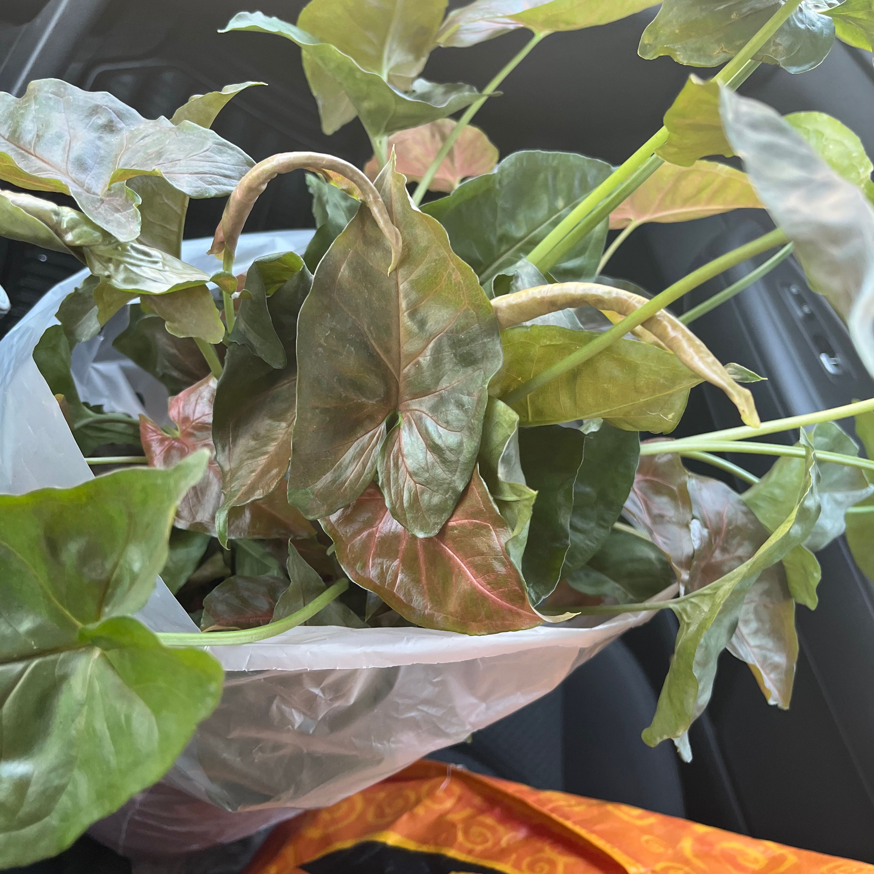 Syngonium 'Maria Allusion' plant with browning and curling leaves in a plastic bag.