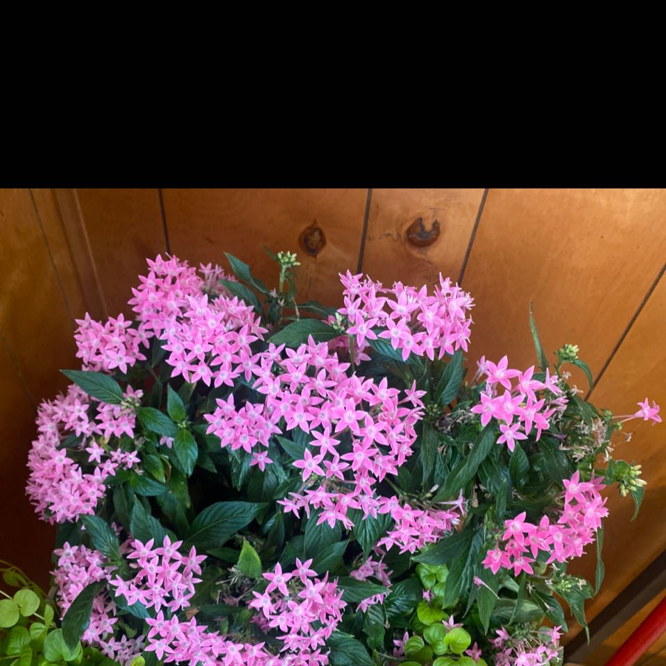 Egyptian Starcluster plant with vibrant pink flowers and healthy green leaves.
