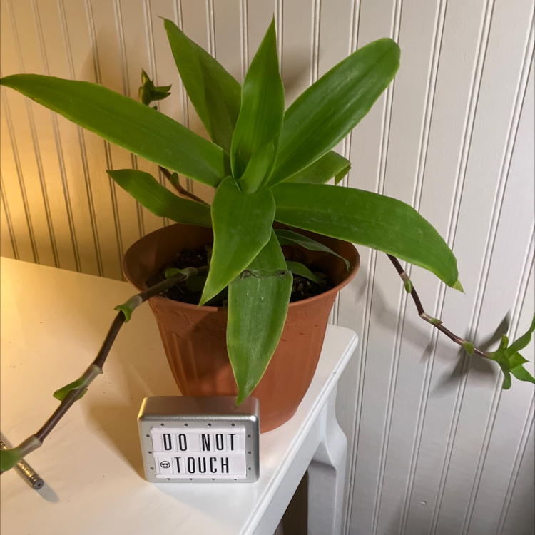 Photo of the plant species Basket Plant by @macandcheese named Planty on Greg, the plant care app