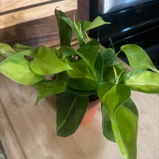 Philodendron Brasil plant in Amarillo, Texas